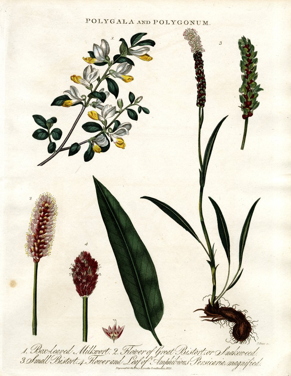 Polygala ve Polygonum by John Pass