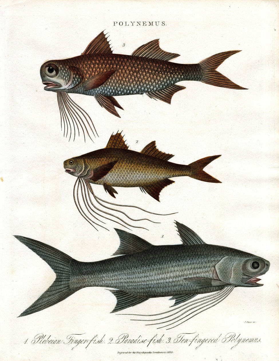 Polynemus türleri (Threadfins) by John Pass