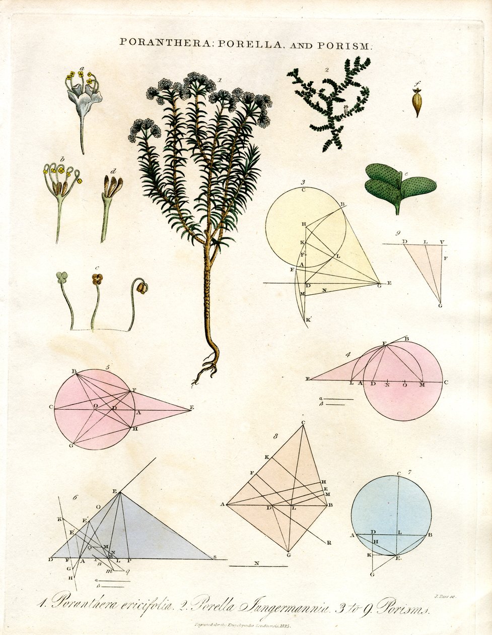 Poranthera; Porella ve Porizmalar by John Pass
