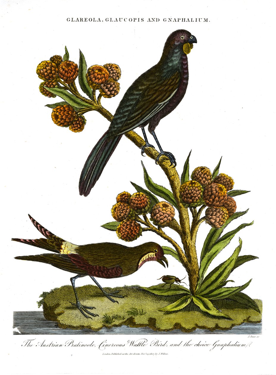 Pratincole; Glaucopis ve Gnaphalium: Avusturya Pratincole; Cinerous Wattle Bird ve seçim Gnaphalium by John Pass