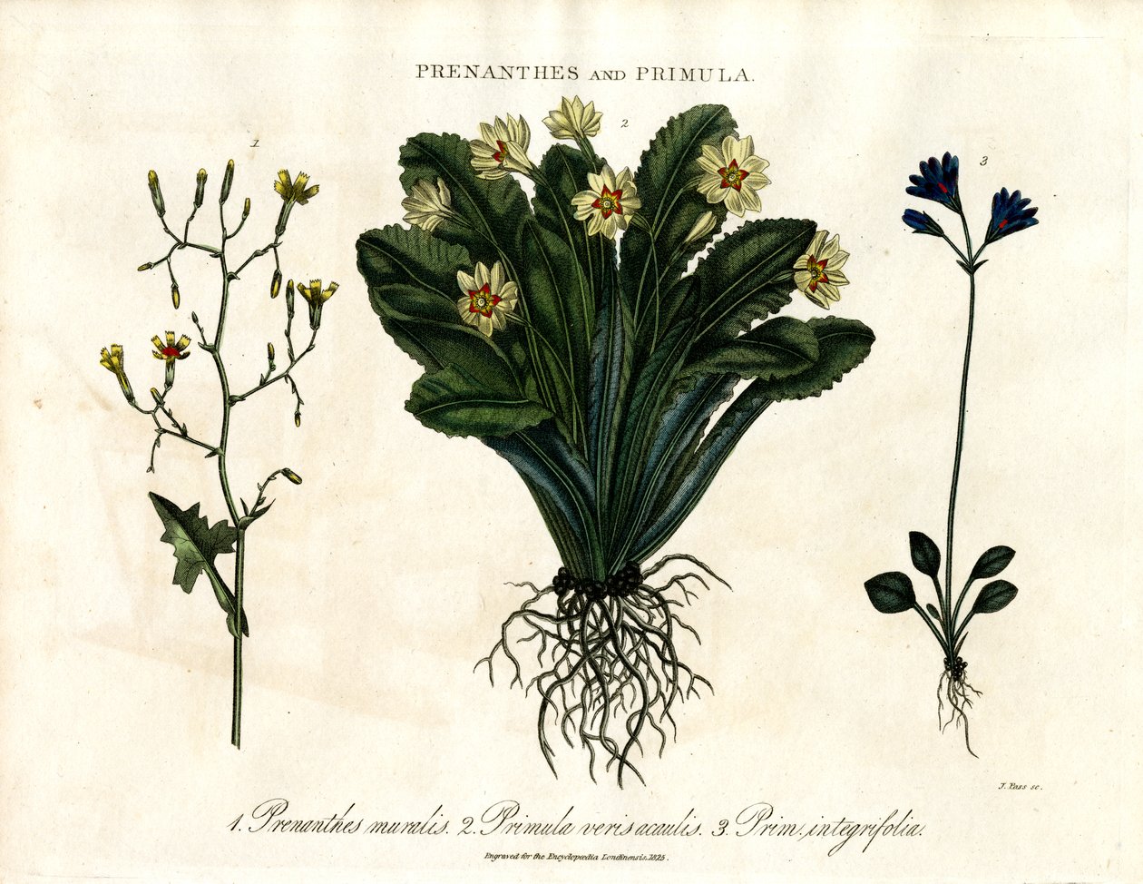 Prenanthes ve Primula: Duvar Marulu; Çuha Çiçeği ve Tüm Yapraklı Çuha Çiçeği by John Pass