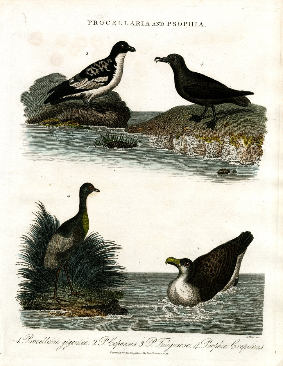 Procellaria ve Psophia: Petrels ve Trumpeters by John Pass