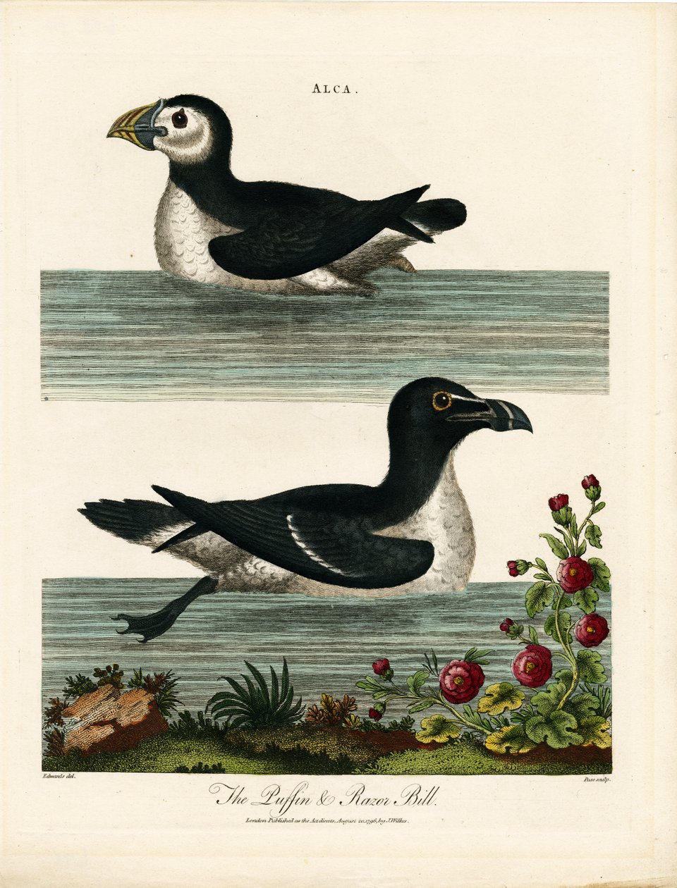 Puffin ve Razor Bill (Alca) by John Pass