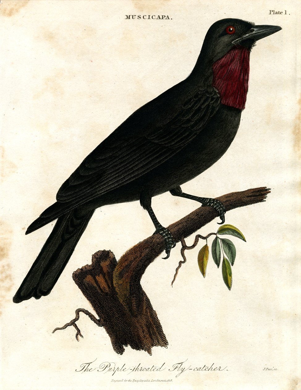 Mor boğazlı sinekkapan (Muscicapa) by John Pass