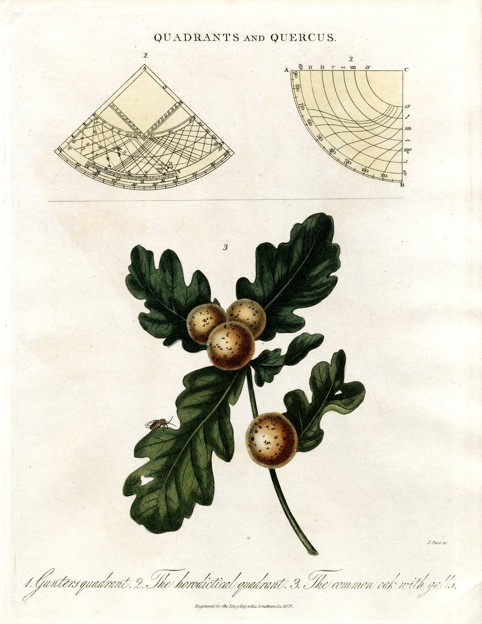 Çeyrekler ve Meşe by John Pass