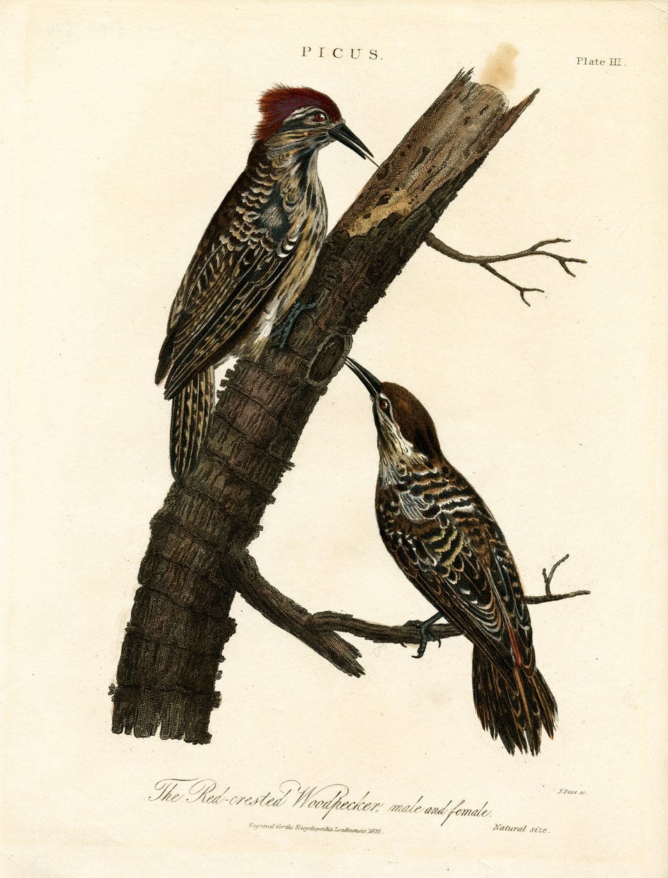 Kırmızı Tepeli Ağaçkakan (Erkek ve Dişi) by John Pass
