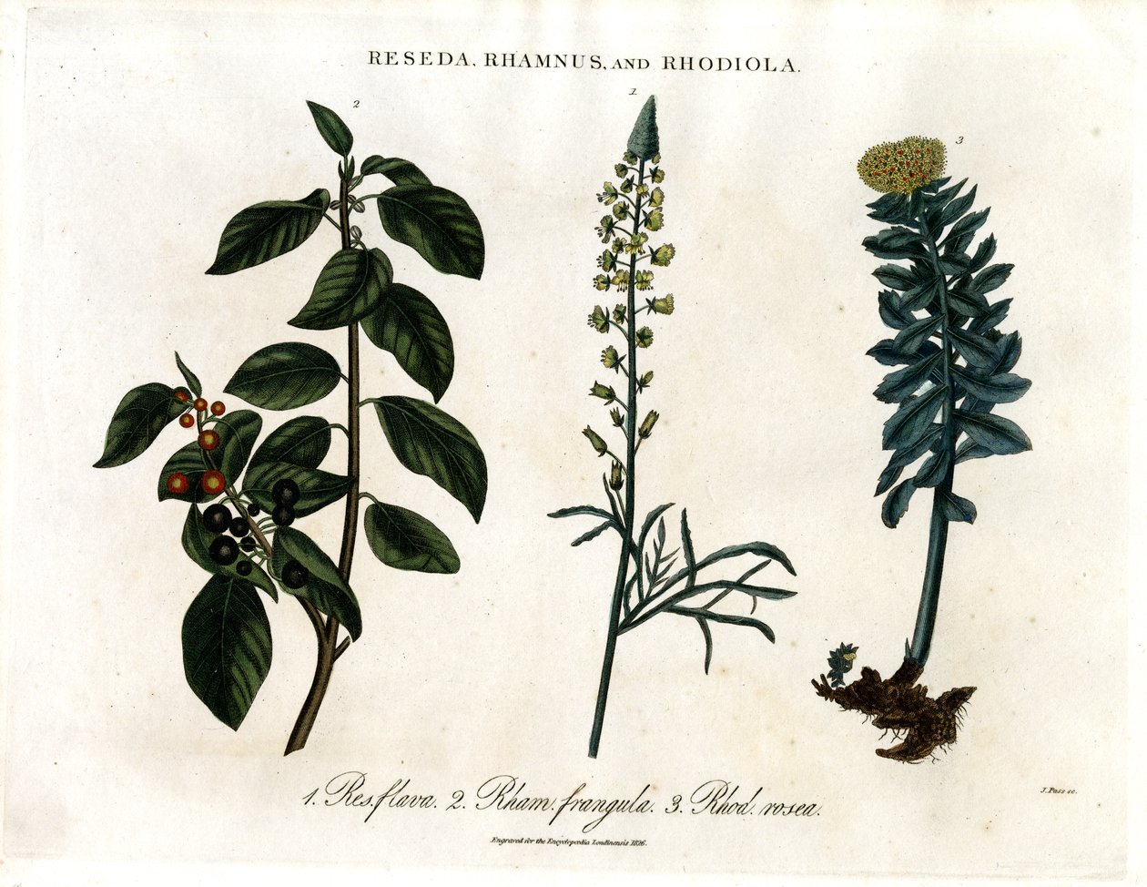 Reseda; Rhamnus ve Rhodiola by John Pass
