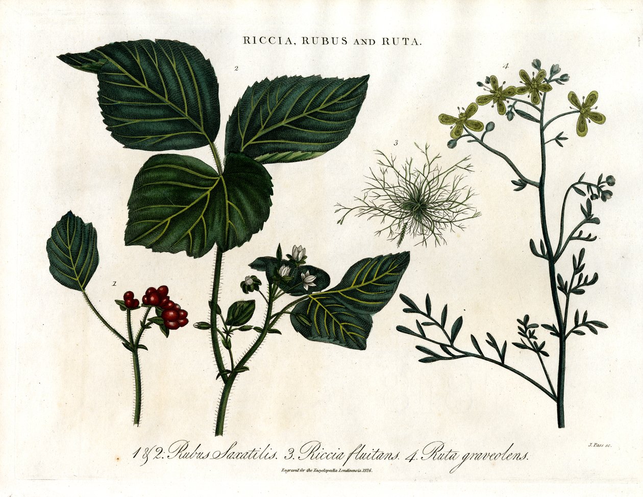 Riccia; Rubus ve Ruta by John Pass