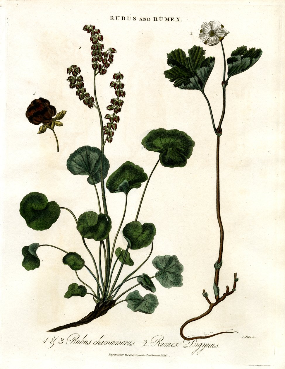Rubus ve Rumex: Cloudberry ve Dağ Kuzukulağı by John Pass