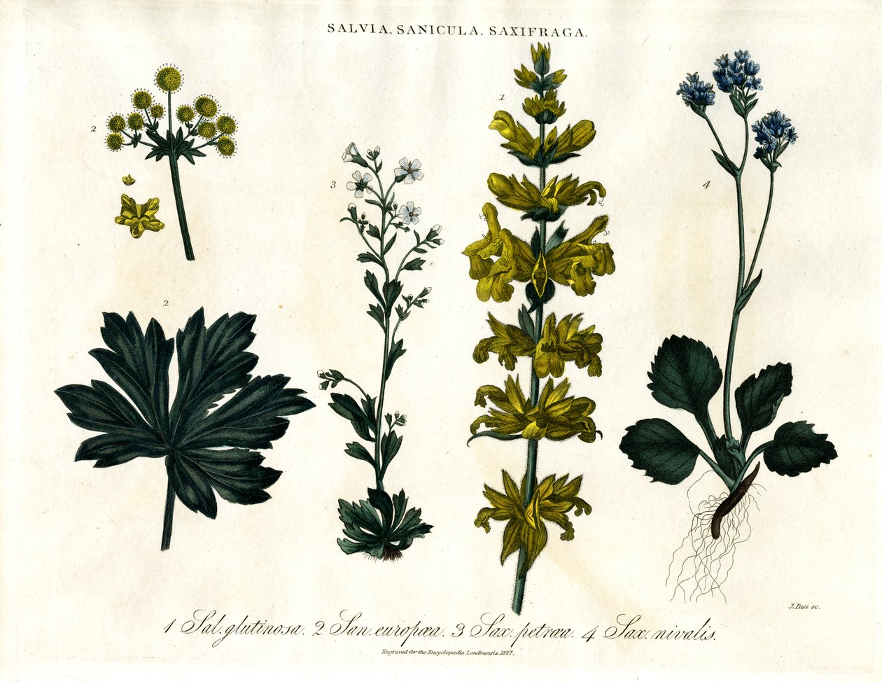 Adaçayı; Sanicle ve Saxifrage Türleri by John Pass