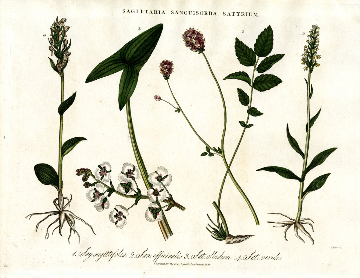 Sagittaria; Sanguisorba ve Satyrium: Çeşitli Bitki Türlerinin Botanik Temsili by John Pass