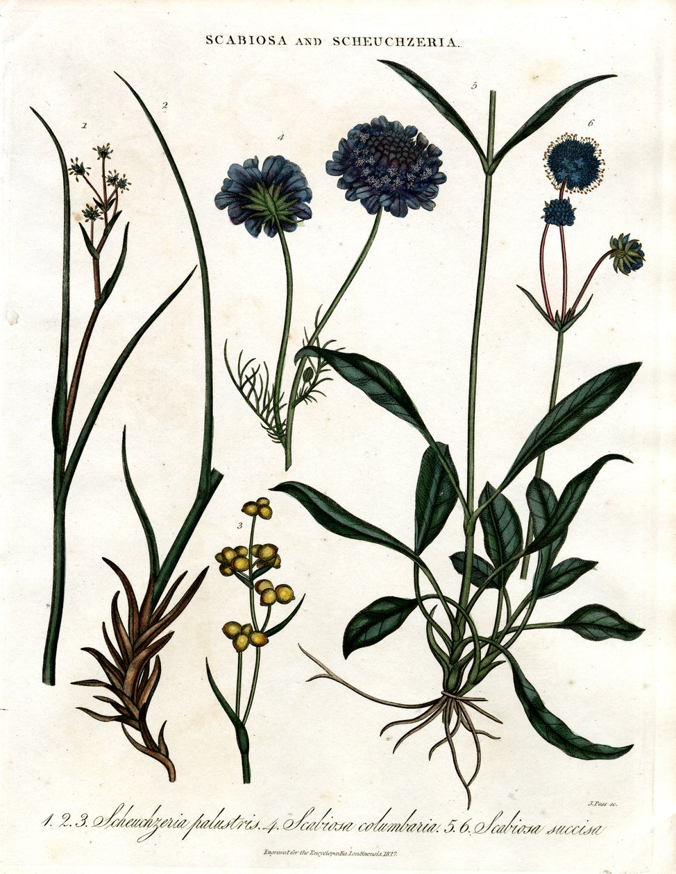 Scabiosa ve Scheuchzeria by John Pass