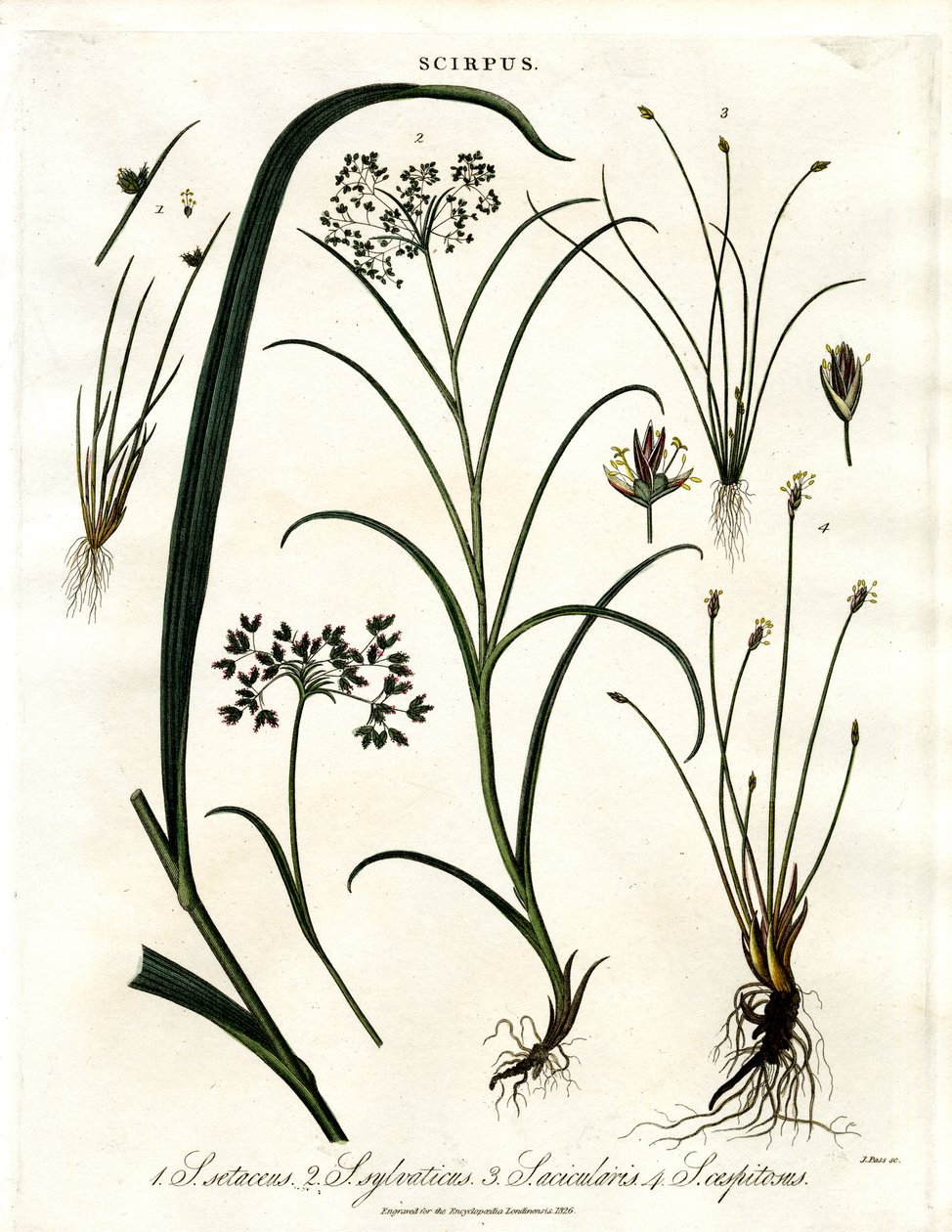 Scirpus Türleri by John Pass