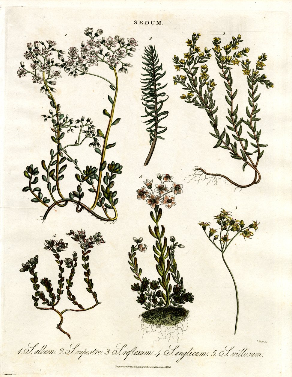 Sedum: Çeşitli Stonecrop Türleri by John Pass