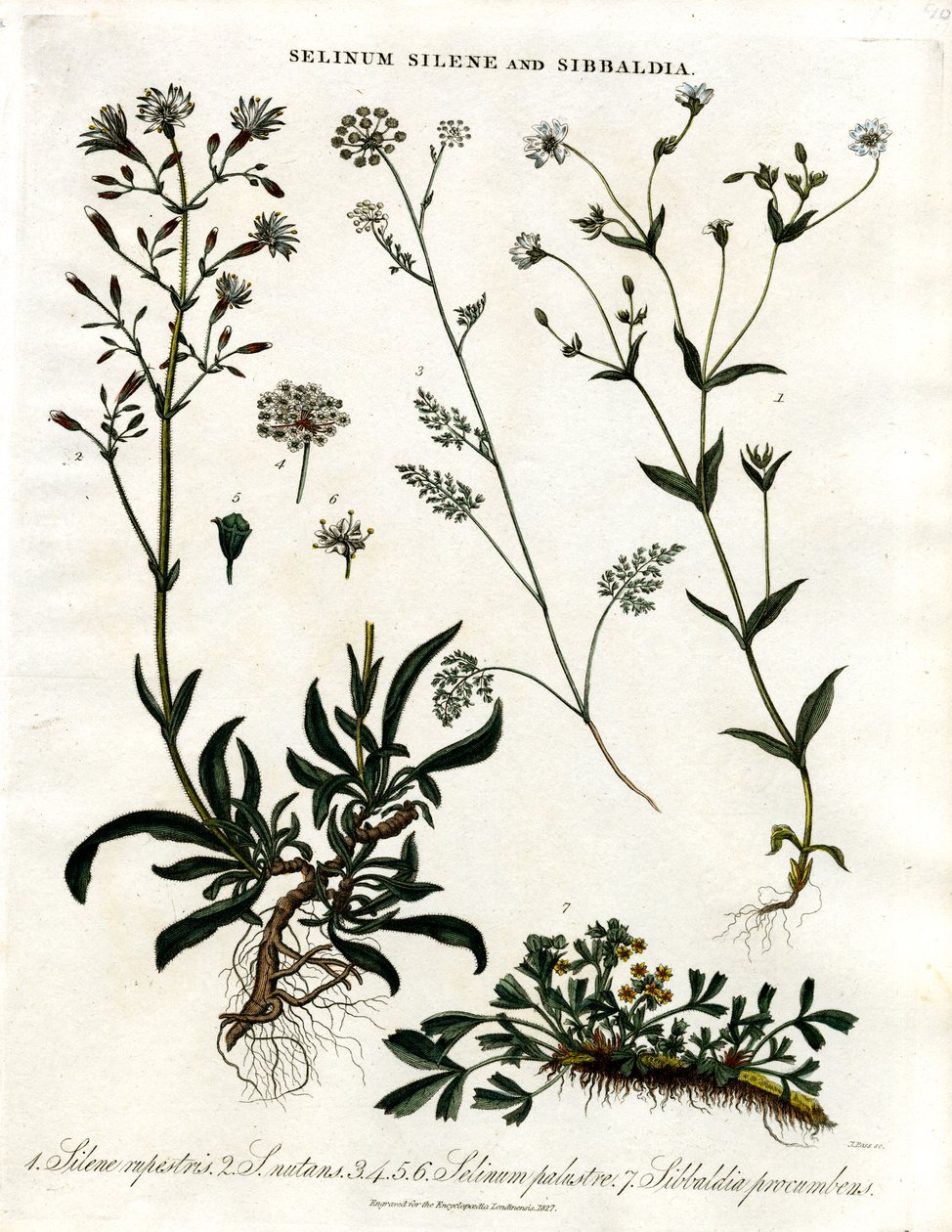 Selinum; Silene ve Sibbaldia by John Pass