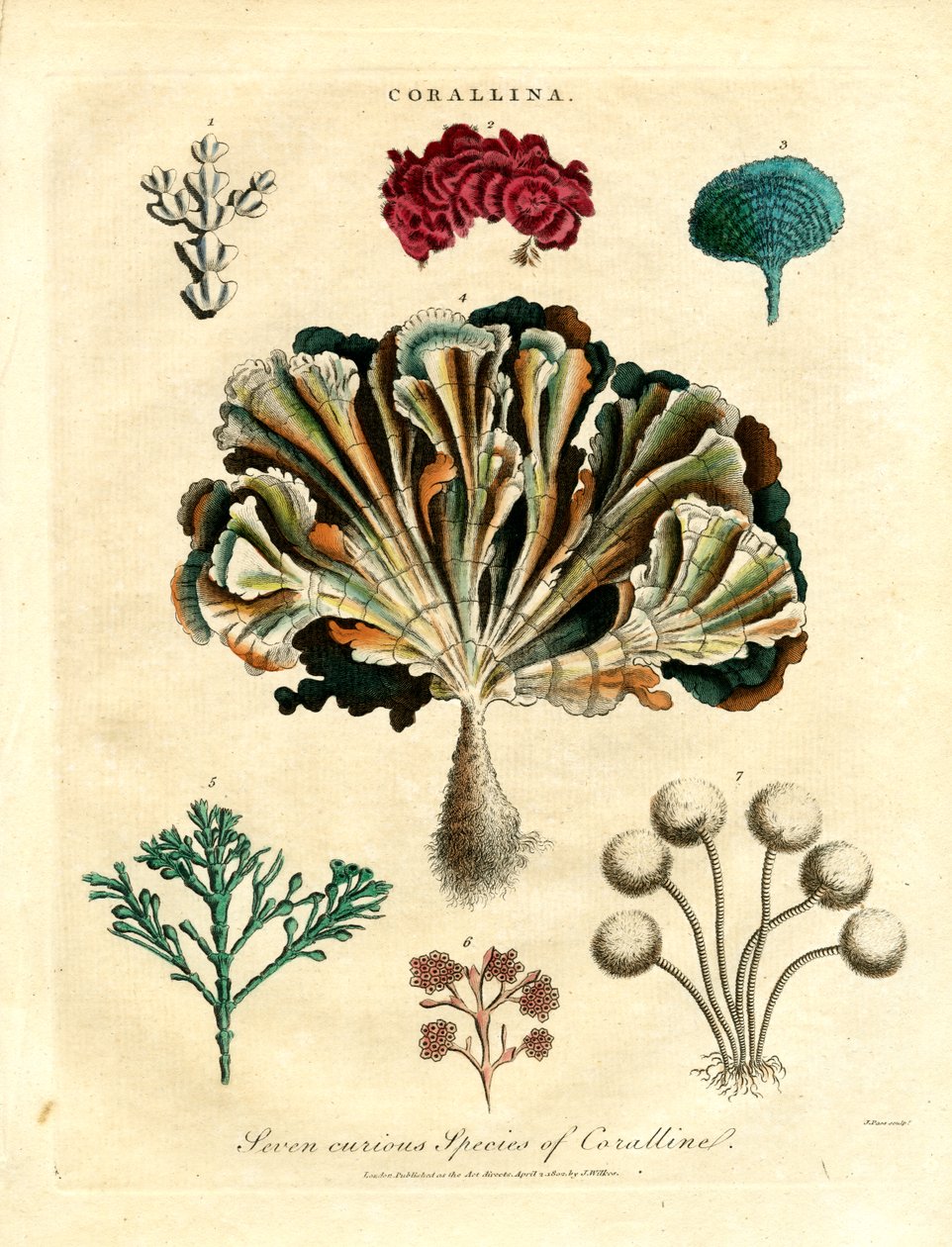 Yedi Tuhaf Coralline Türü by John Pass
