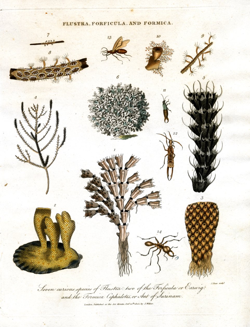 Yedi ilginç Flustra türü; iki Forficula ya da Kulağakaçan; ve Formica Cephalotes ya da Surinam Karıncası by John Pass