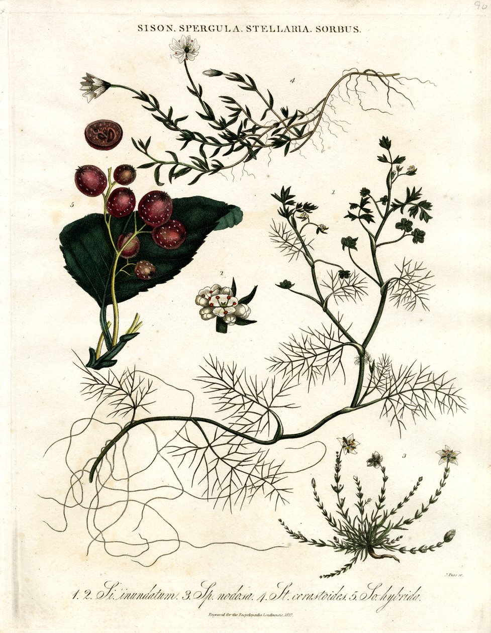 Sison; Spergula; Stellaria; Sorbus by John Pass