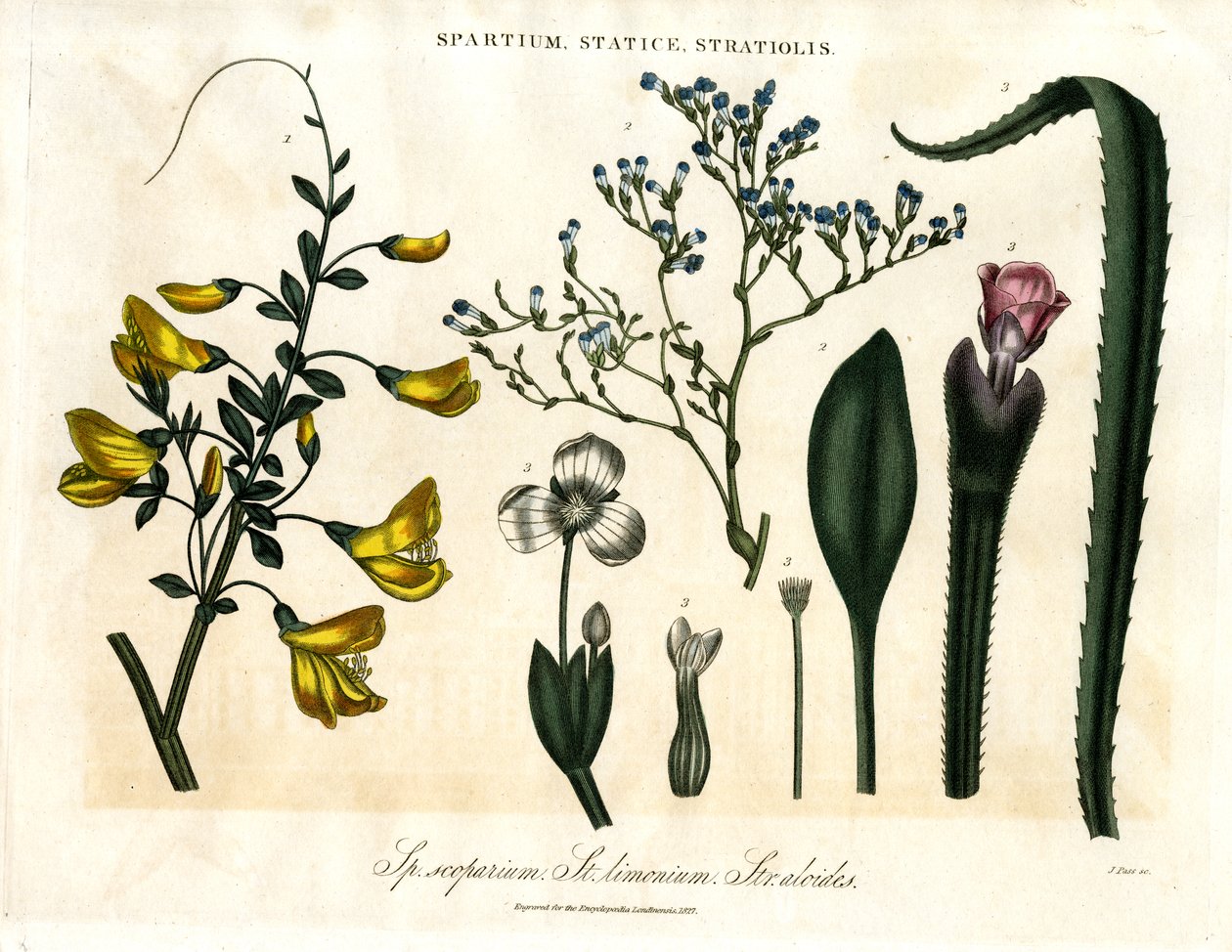 Spartium; Statice ve Stratiolis by John Pass