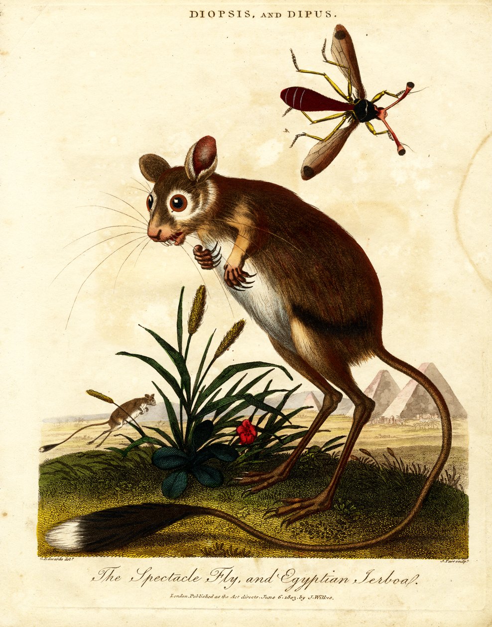 Gözlük Sineği ve Mısır Jerboa