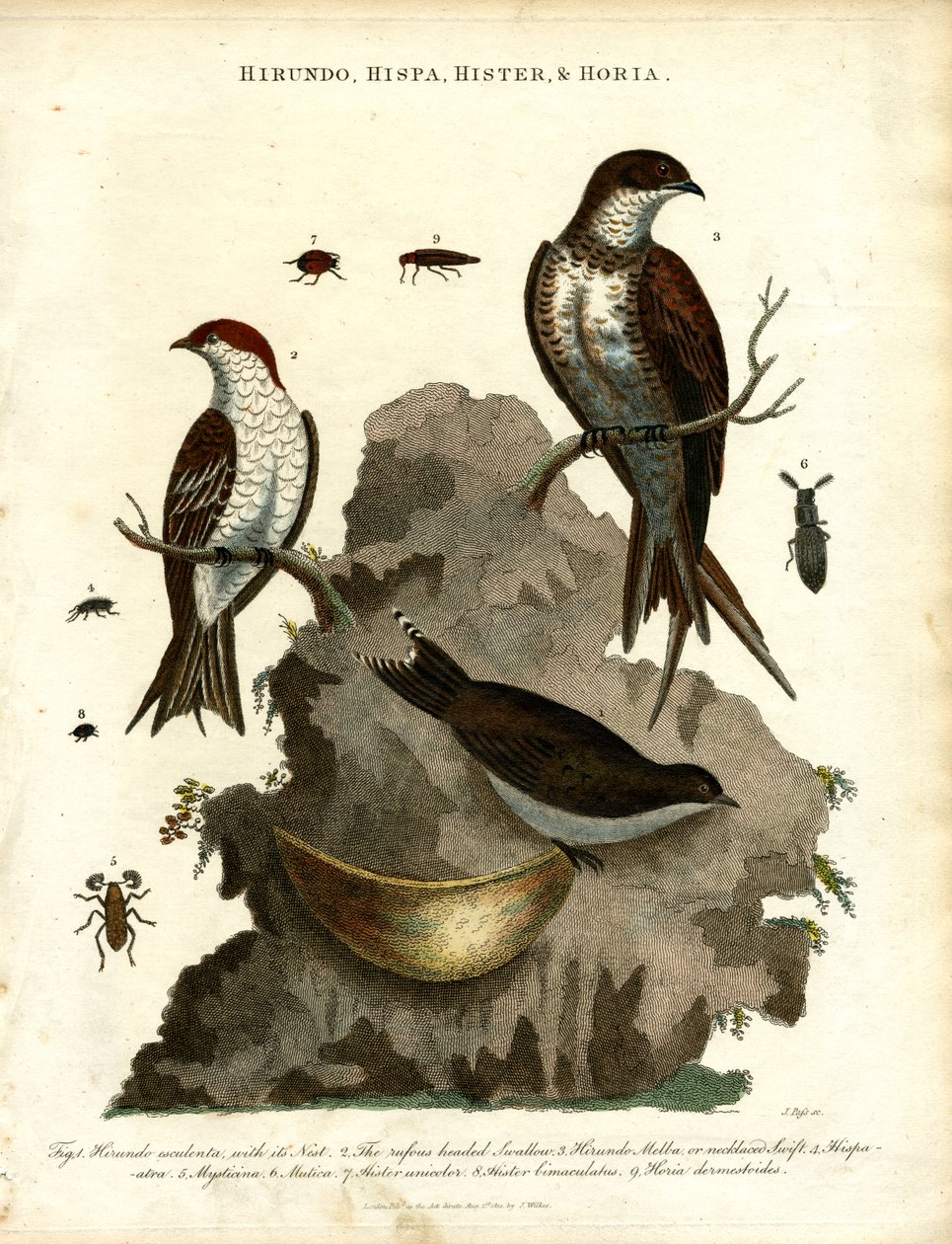 Kırlangıçlar; Sığırcık ve Böcekler by John Pass