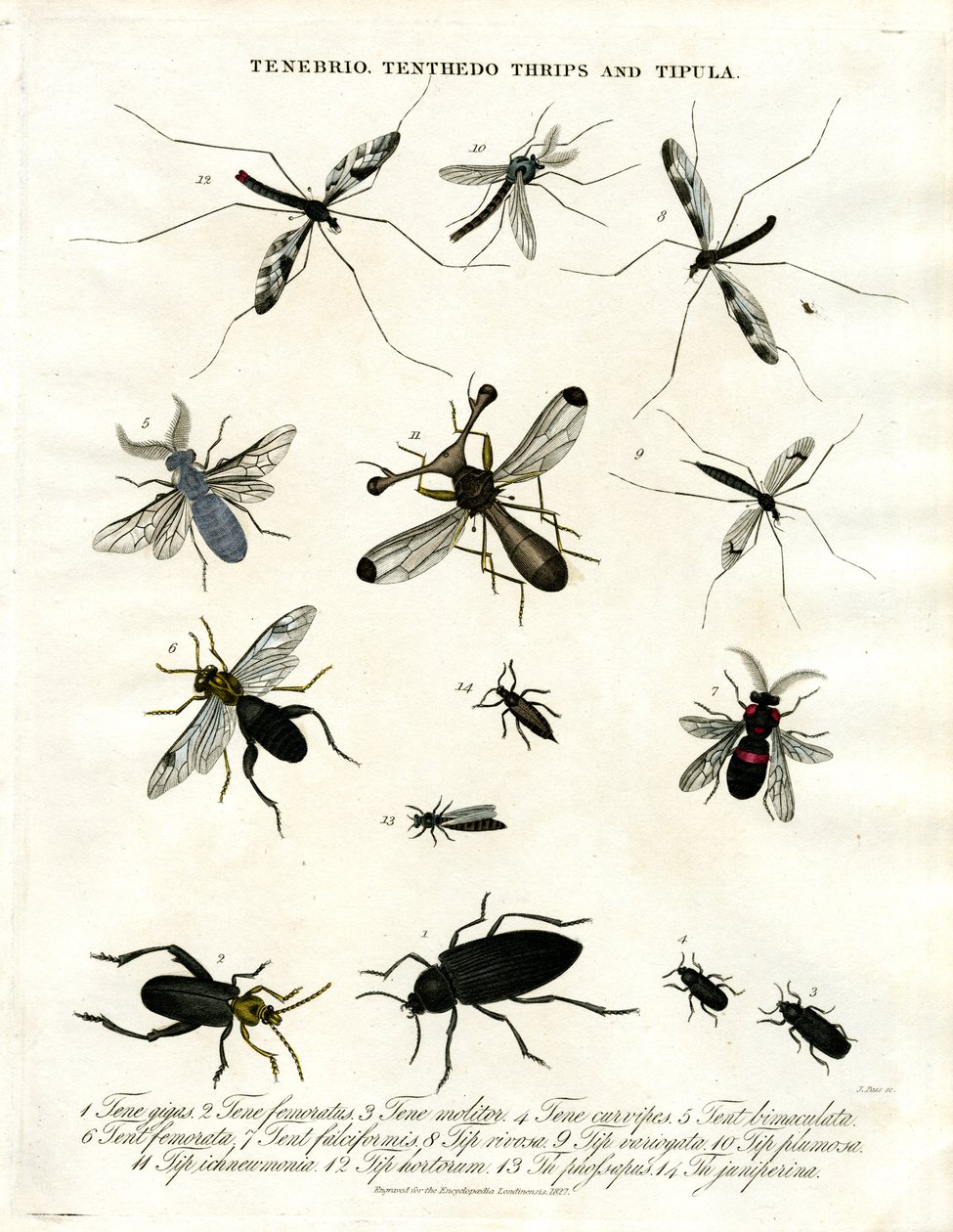 Tenebrio; Tenthedo; Thrips ve Tipula - Böcek Çeşitliliği by John Pass