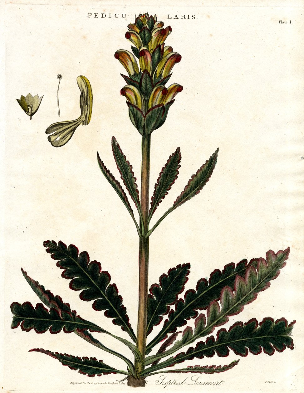 Teptured Lousewort (Pedicularis) by John Pass