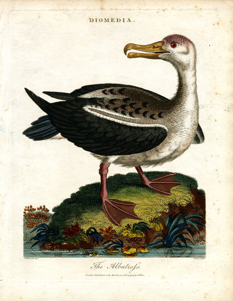 Albatros by John Pass
