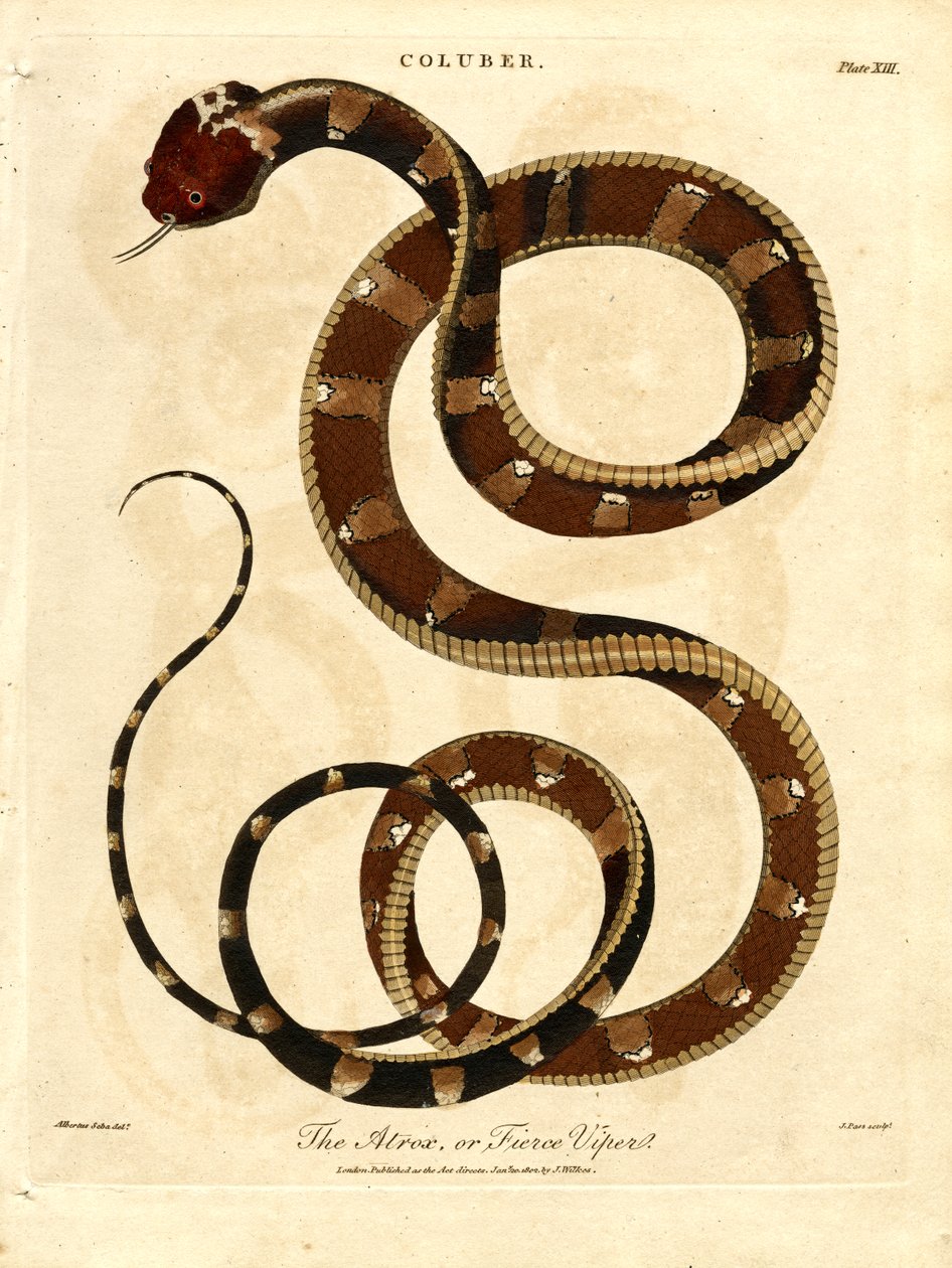 Atropos veya Vahşi Engerek by John Pass