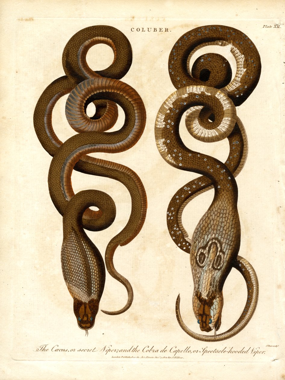 Cæcus ya da Gizli Engerek ve Cobra de Capello ya da Gözlüklü Engerek by John Pass