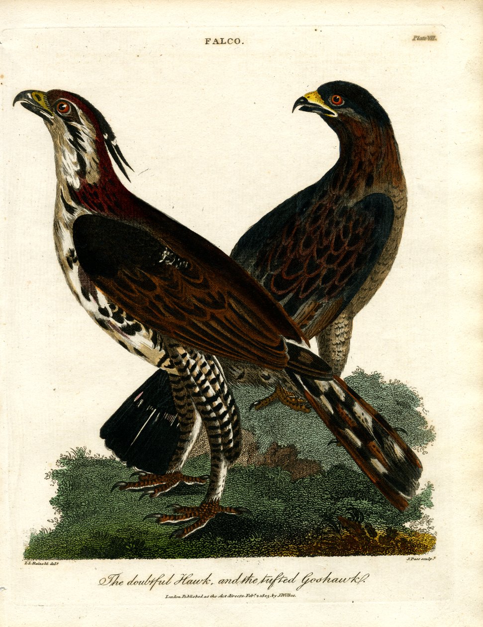 Şüpheli Şahin ve Kuyruklu Goshawk by John Pass