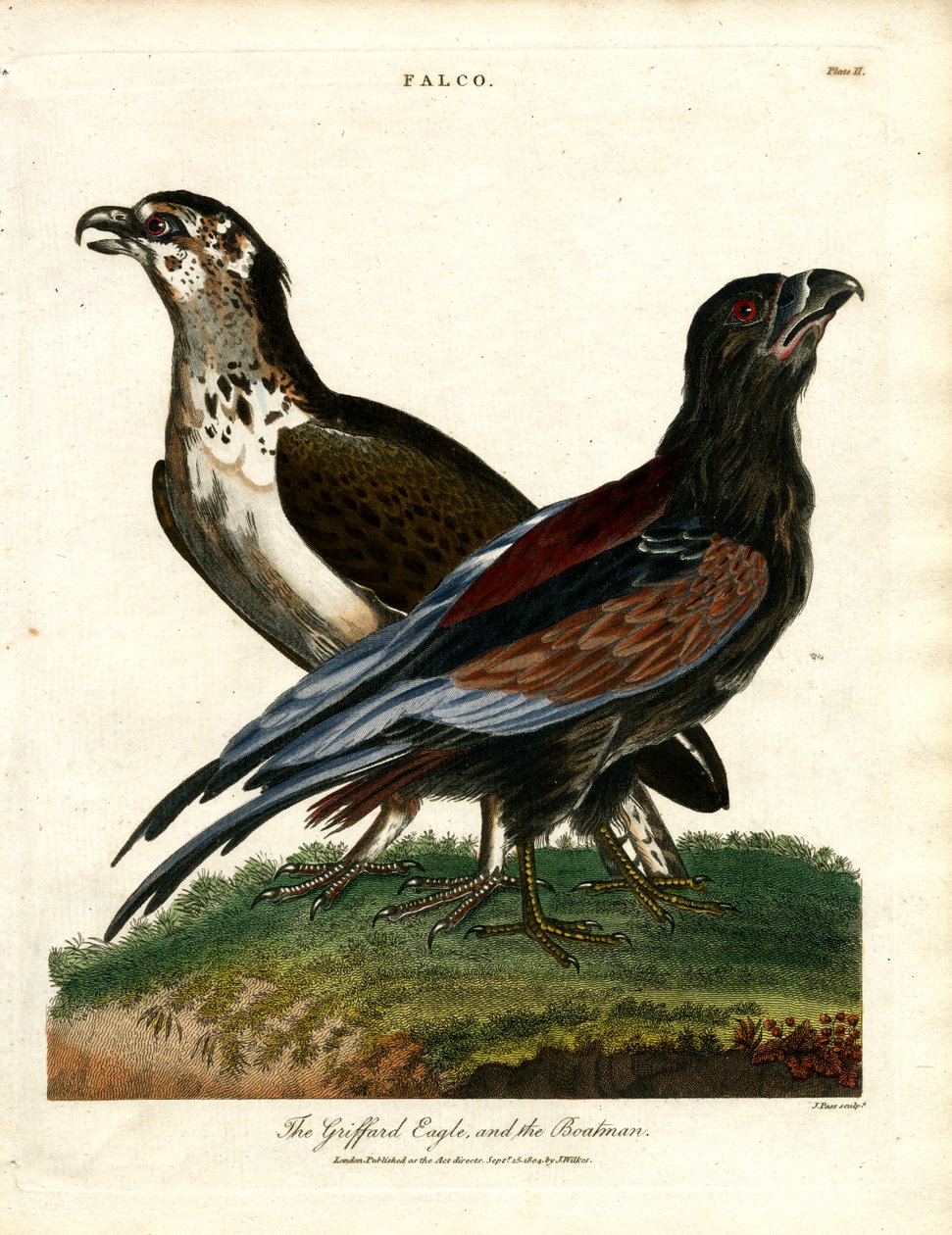 Griffard Kartalı ve Kayıkçı by John Pass