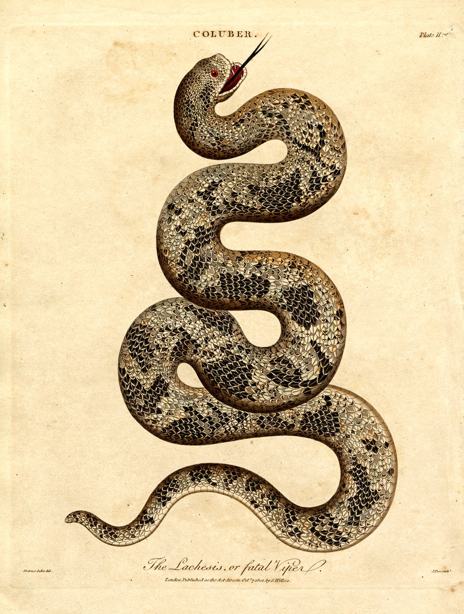 Lachesis veya Ölümcül Engerek by John Pass