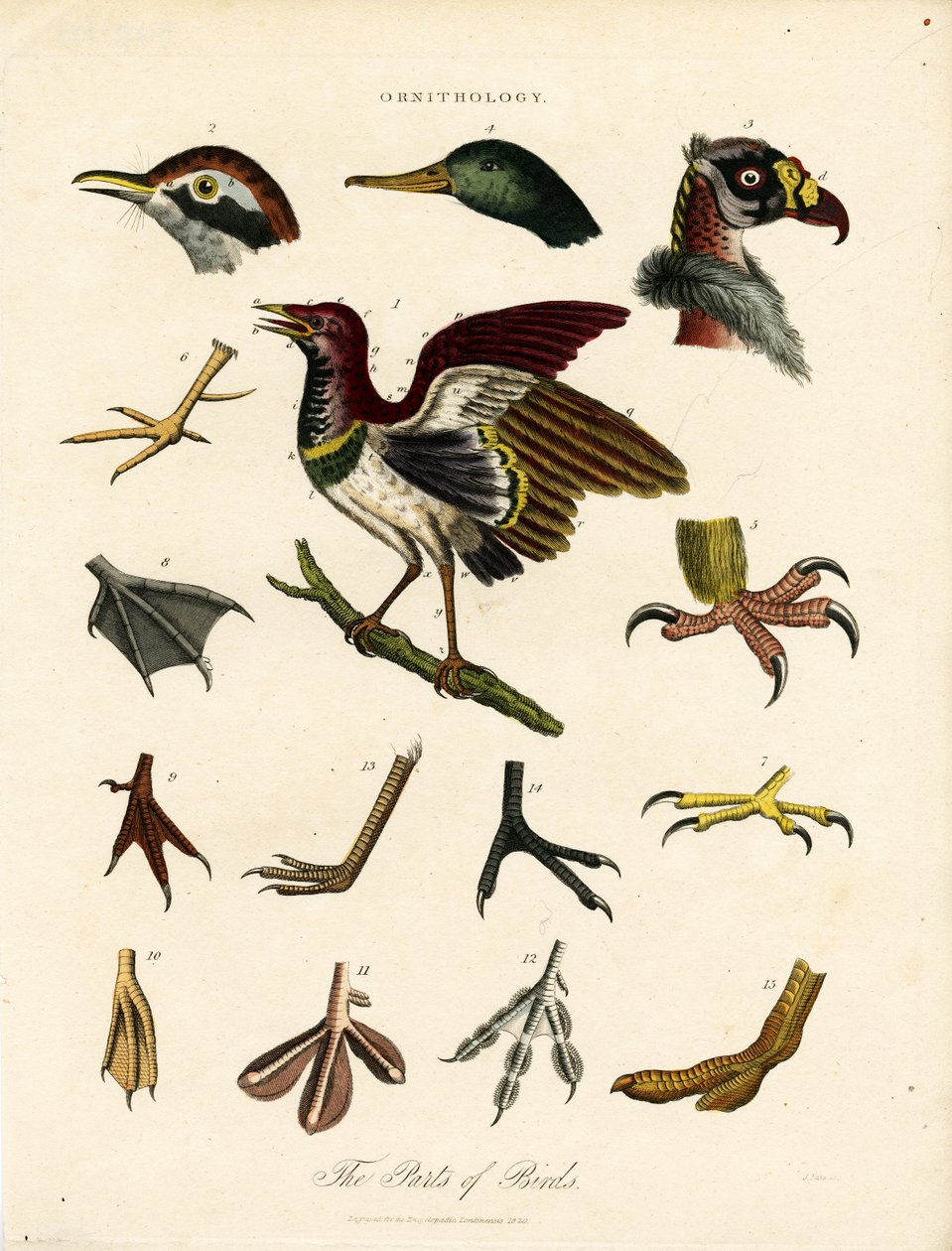 Kuşların Bölümleri (Ornitoloji) by John Pass