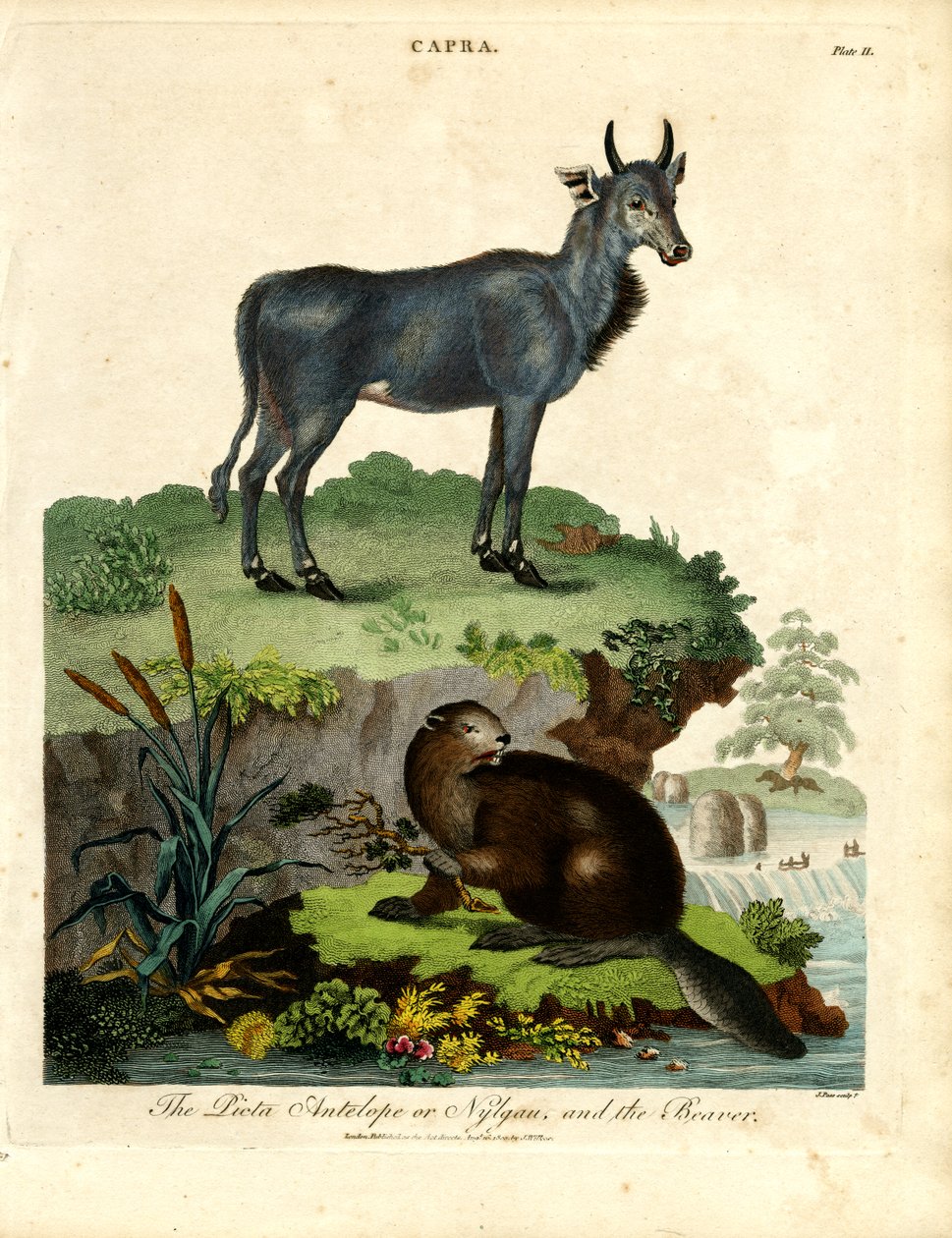 Picta Antilopu veya Nilgau ve Kunduz by John Pass
