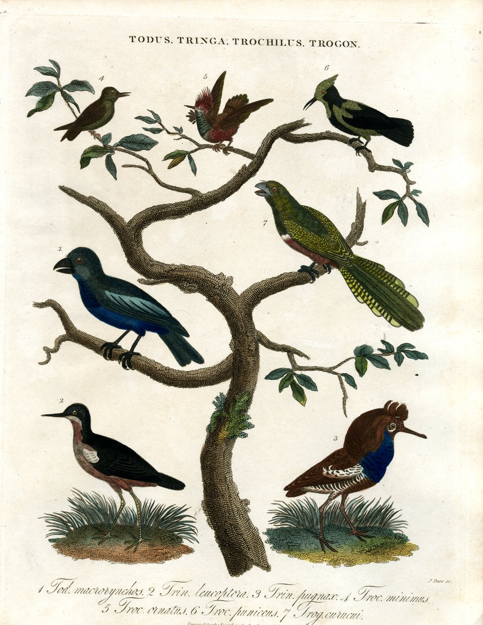 Todus; Tringa; Trochilus ve Trogon by John Pass