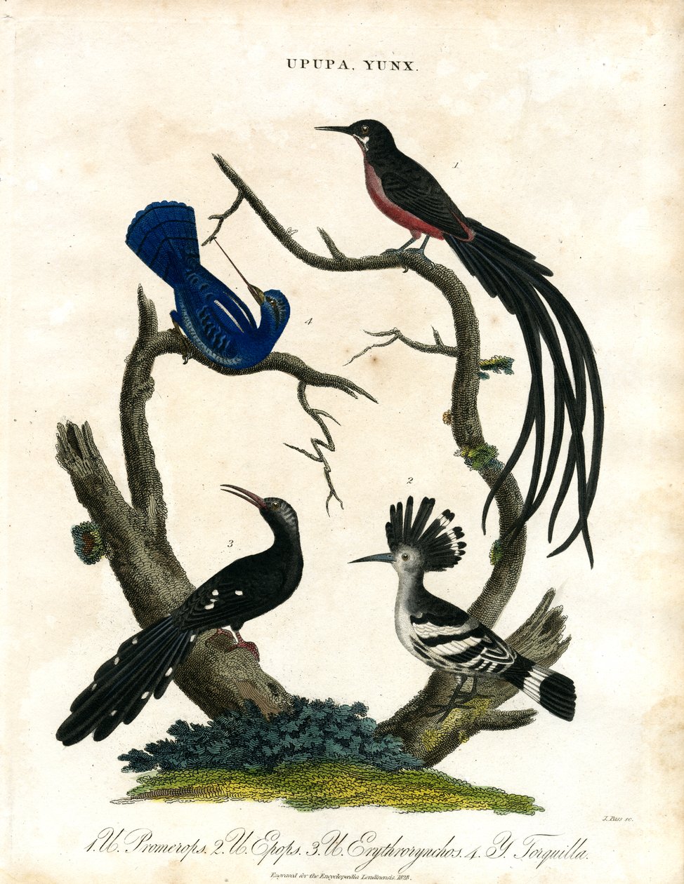 Upupa ve Yunx (Hoopoe ve Wryneck) by John Pass