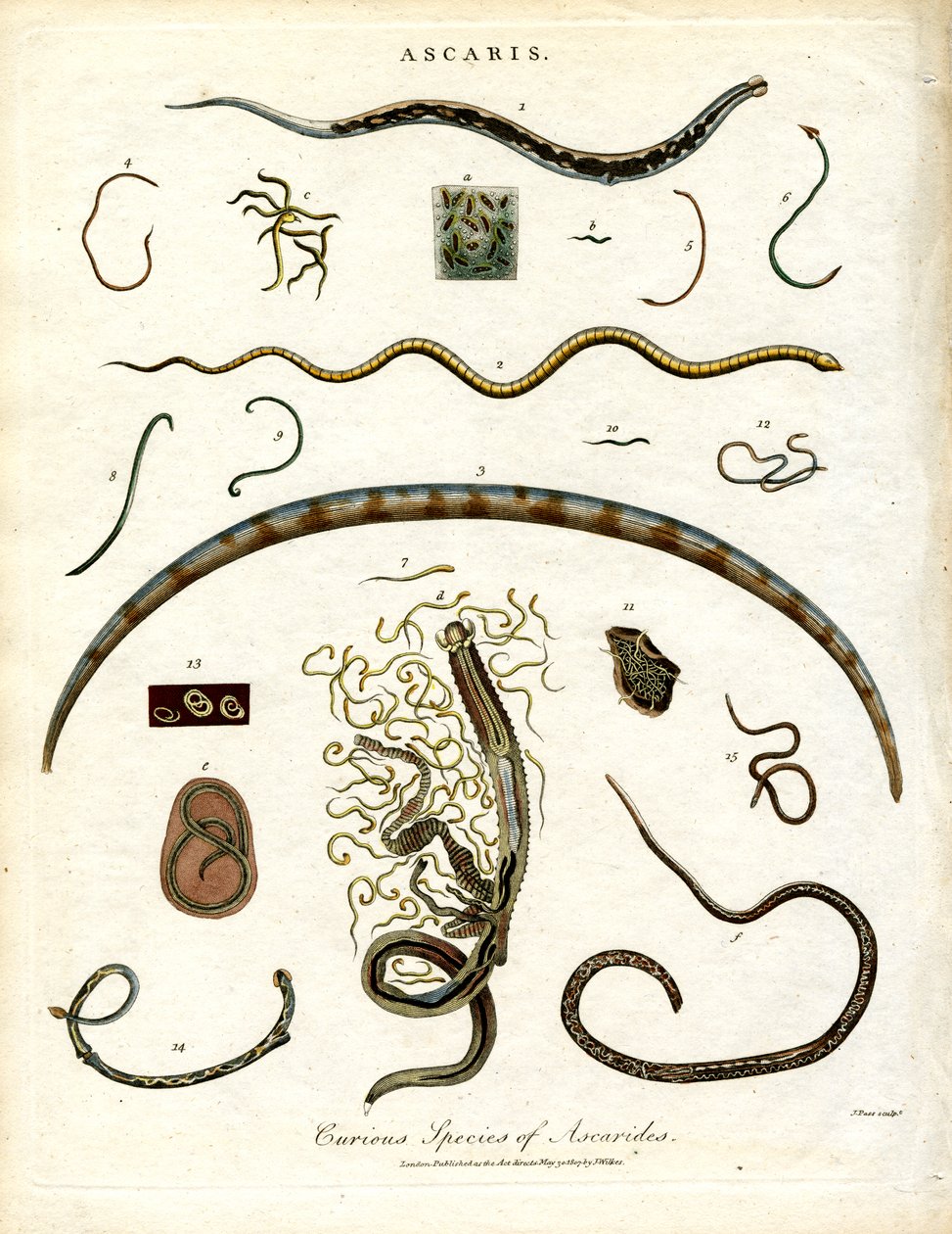 Çeşitli Ascarides Türleri by John Pass