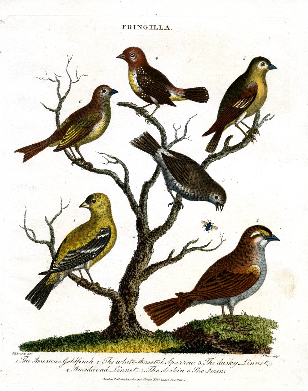 Çeşitli İspinoz Türleri (Fringilla) by John Pass