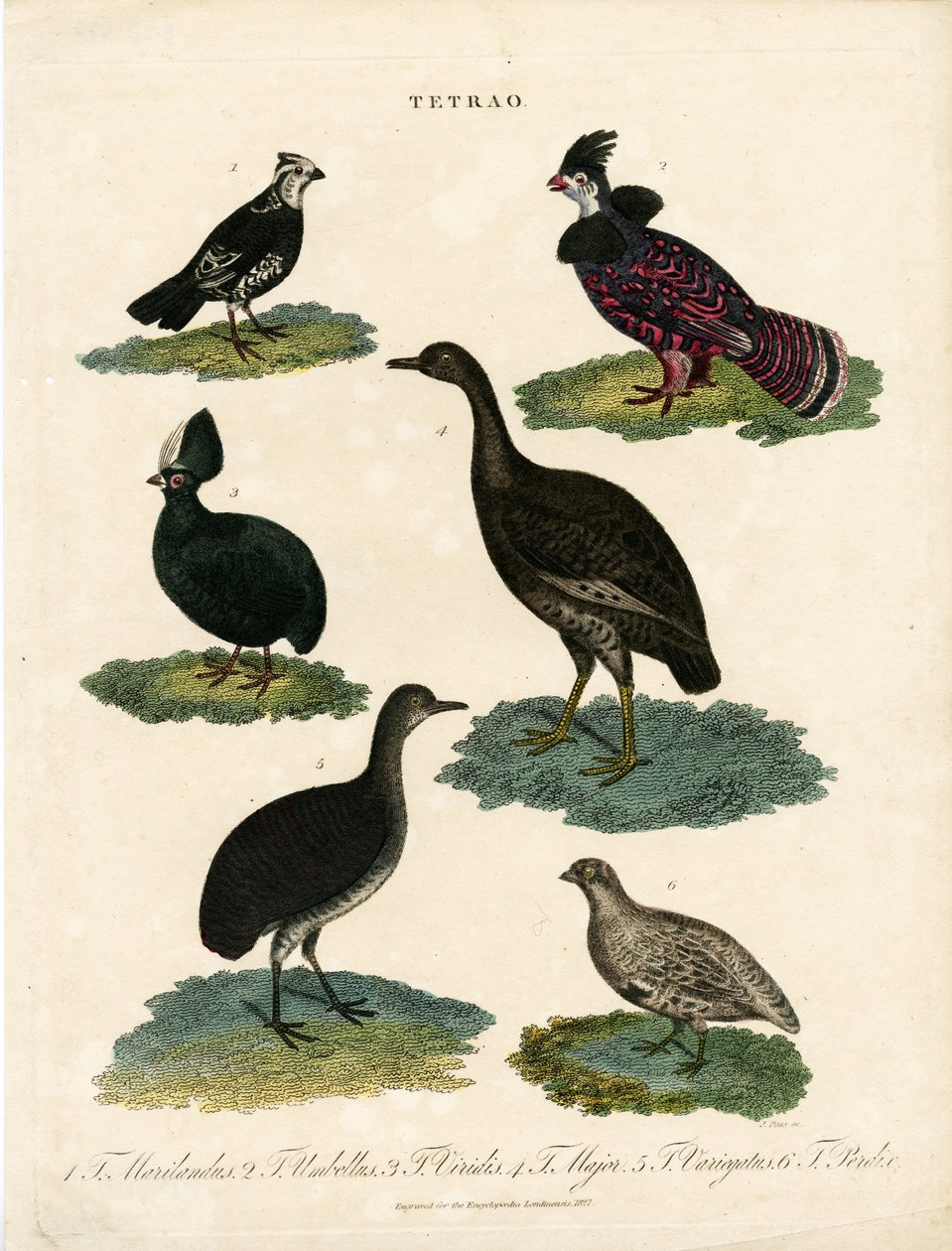 Çeşitli Orman Tavuğu Türleri (Tetrao) by John Pass
