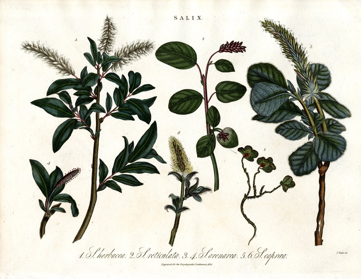 Çeşitli Söğüt Türleri (Salix) by John Pass