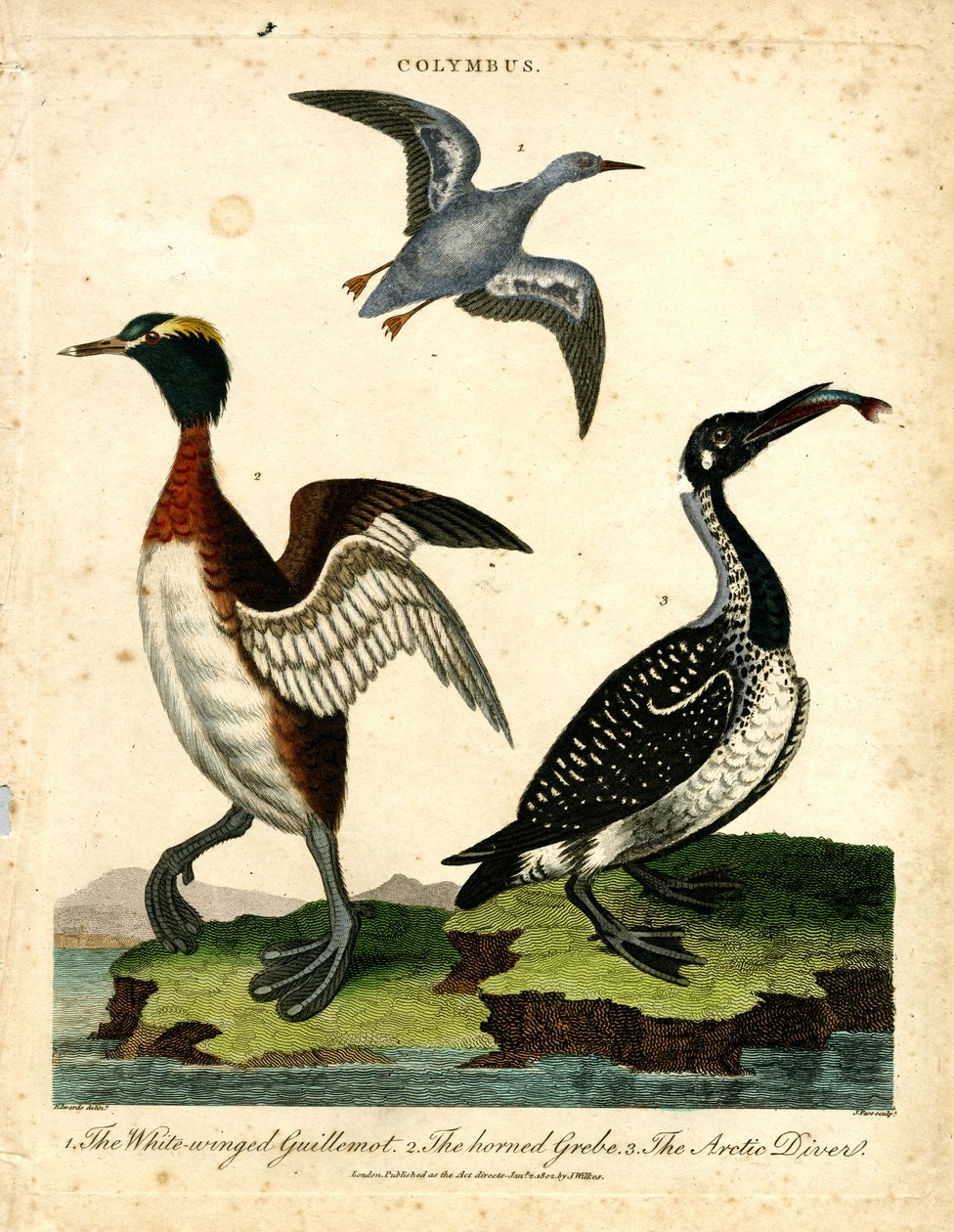 Su Kuşları - Beyaz Kanatlı Guillemot; Boynuzlu Batağan ve Kutup Dalgıcı by John Pass