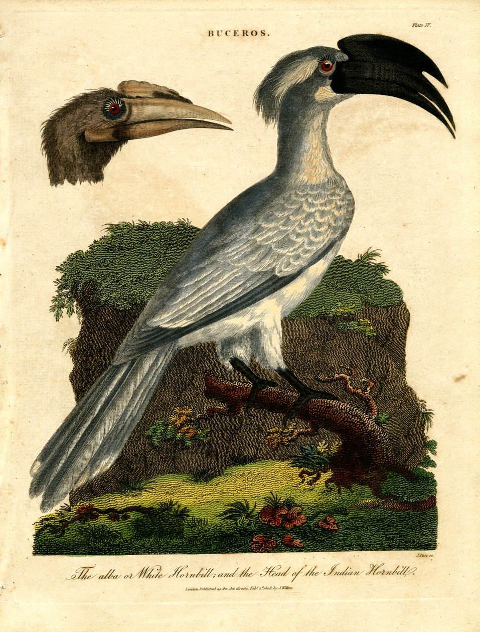 Beyaz Hornbill ve Hint Hornbill by John Pass