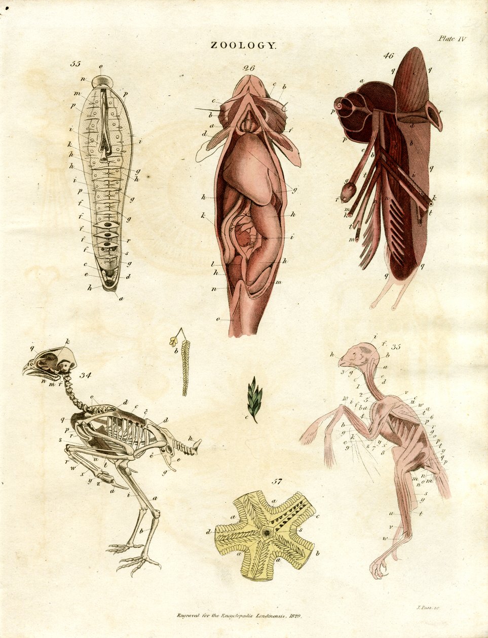 Zoolojik Anatomik Çizimler (Levha XV) by John Pass