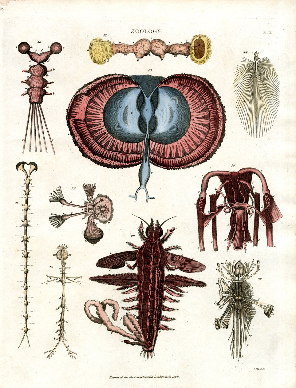 Zooloji Pl. III: Çeşitli Omurgasız Hayvanların Anatomik Çizimleri by John Pass