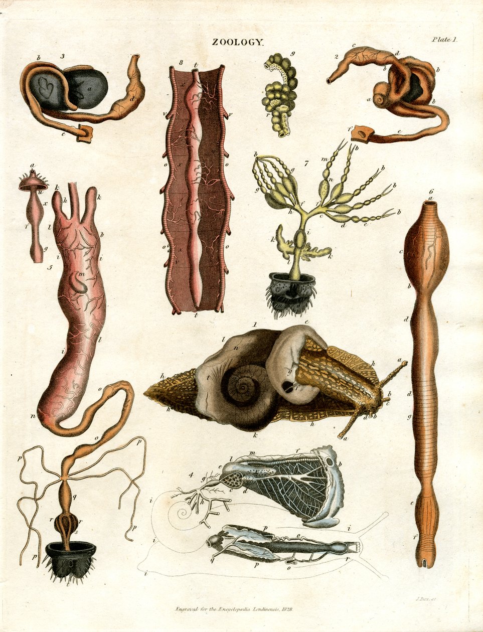 Zooloji Levha I: Çeşitli Hayvanların Anatomik Çizimleri by John Pass