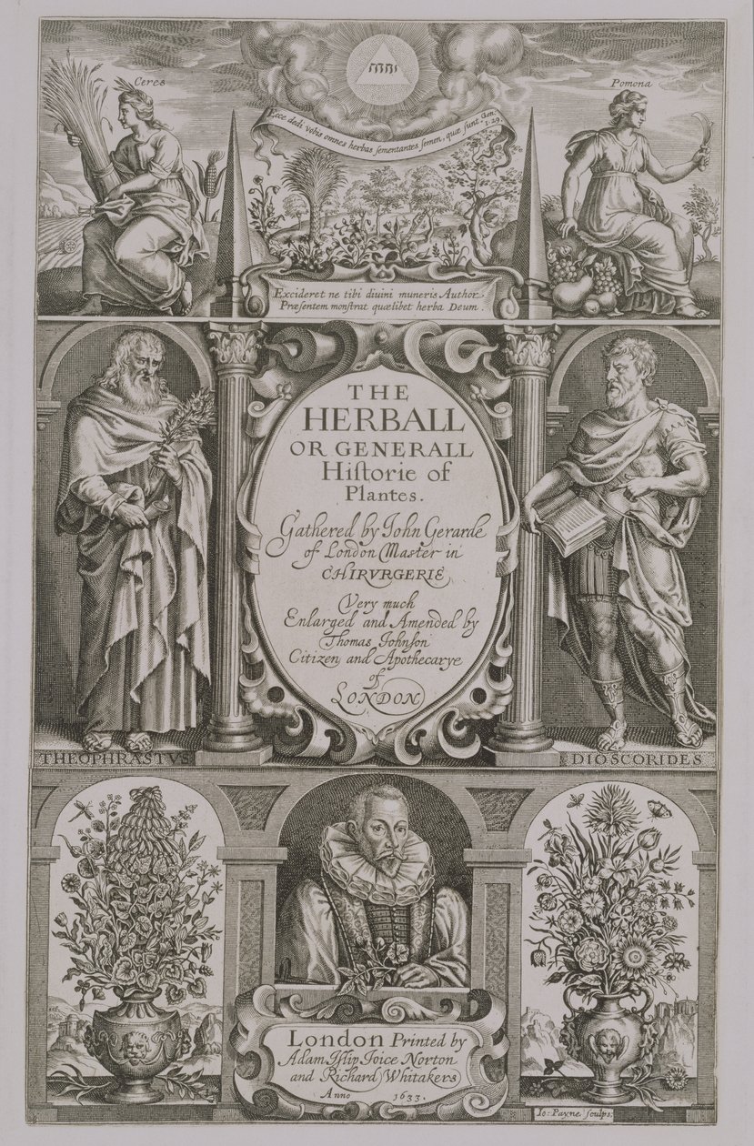 John Gerard (1564-1612) 1633 tarafından yazılan The Herball