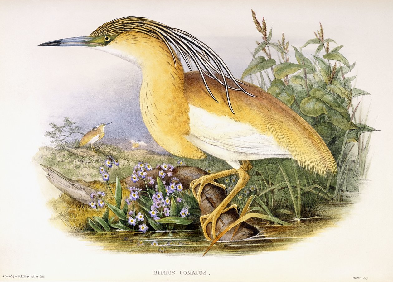 Buphus Comatus, c.1862-3 (el boyaması taş baskılı levha) by John and Richter Henry Constantine Gould