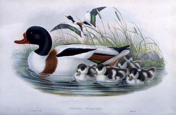 Sheldrake (Tadorna Vulpanser) (el renkli taş) by John and Richter Henry Constantine (after) Gould