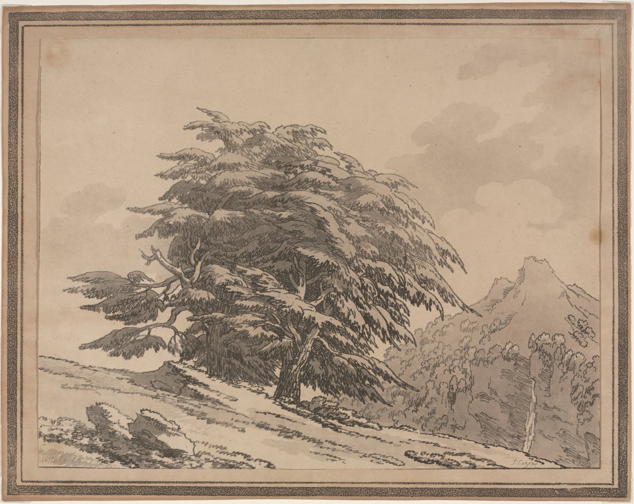Orman Ağaçlarının Genel Karakter Dalları ve Yapraklarının Tanımlanması: Cedar, 1789. by John Robert Cozens